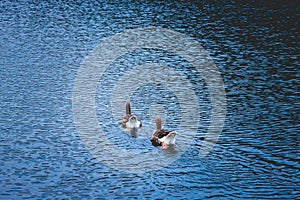 Two ducks are swimming in a lake