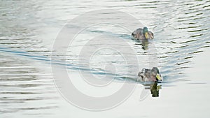Two ducks swimming on a pond