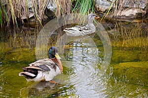 Two ducks are swimming in the pond