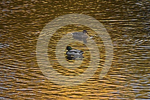 Two ducks swimming in the river.