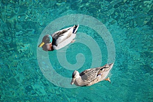 Two ducks swimming in a river