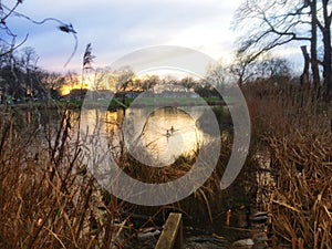 Two ducks swimming at sunset on Clapham Common photo
