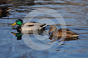 Two ducks swimming in water