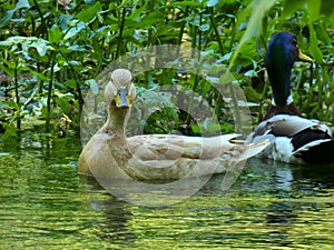 Two ducks in their natural environment on the water of the Sorgue river at Fontaine de Vaucluse in Provence