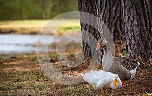 Two Ducks by a tree