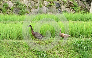 Two ducks walk across a rice field at a family tourism park.