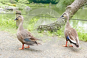 Two ducks are walking near the pond