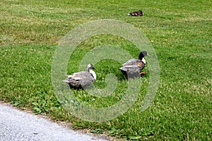 Two ducks are walking in a row, across a green lawn in a city park