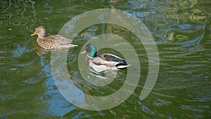 Two ducks walking through the water