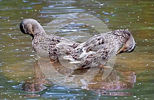 Two ducks in the water arched their necks