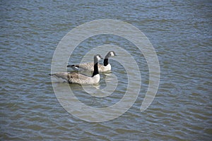 Zwei Enten auf der Wasser 