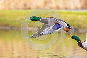 Two ducks are waving the wings and are just flying