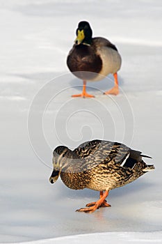 Two ducks in the winter