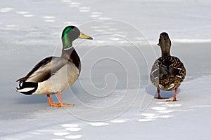 Two ducks in the winter