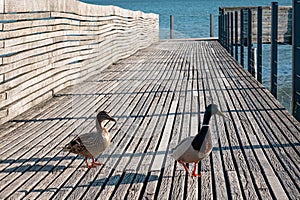 Two ducks on the wooden Bridge of Rapperswil