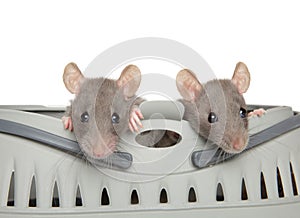 Two Dumbo rats peeking out of carrying