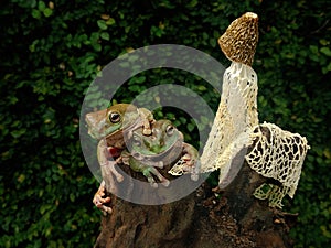 Two dumpy frogs Litoria caerulea are resting under mushrooms.