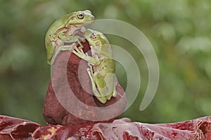 Two dumpy tree frogs are resting.