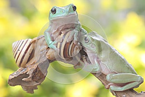 Two dumpy tree frogs resting with snails on a rotting log.