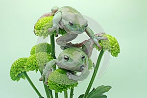 Two dumpy tree frogs resting on a wildflower.