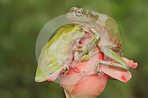 Two dumpy tree frogs are resting on a wildflower.