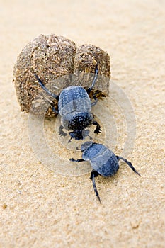 Two dung beetles battling with a large dung ball