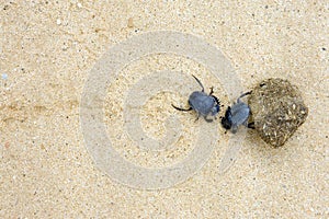 Two dung beetles battling with a large dung ball