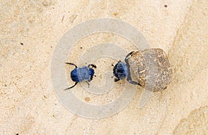 Two dung beetles battling with a large dung ball