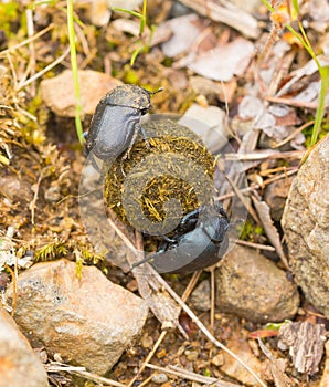 Two Dung Beetles rolling a dung ball