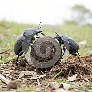 Two dung beetles at work