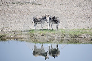 Two dunky near to a pond