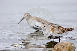 Two Dunlin in breeding plumage stand in shallows of Esquimalt Lagoon