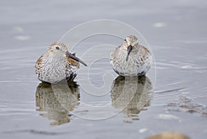 Two Dunlin stand in the sea up to their bellies in Esquimalt Lagoon photo