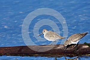 Two Dunlin in winter plumage stand on piece of driftwood near shore photo