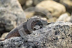 Two Dusky Iguanas sunbathing on some rocks in Galapagos Islands