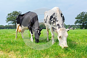 Two dutch cows grazing in green meadow