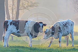 Two Dutch milk cows on a foggy afternoon