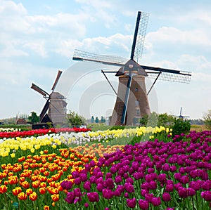 Two dutch windmills over tulips field