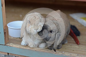 Two dwarf lop rabbits show affectionate nudge photo