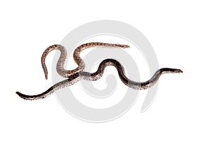 Two dwarf sand boas on white