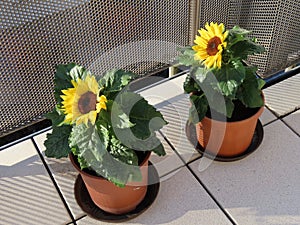 Two dwarf sunflowers