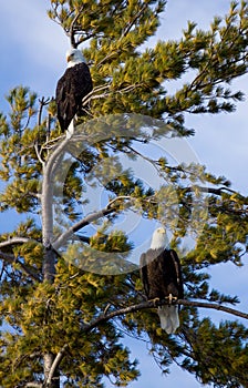 Two Eagles