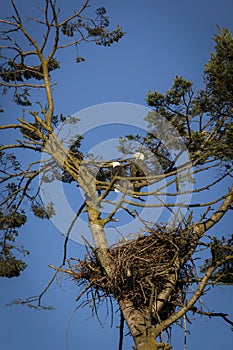 Two Eagles Above Their Nest