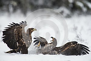 Two eagles in a fight