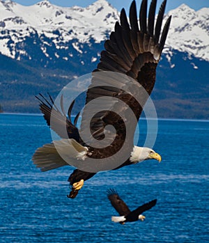 Two Eagles in flight