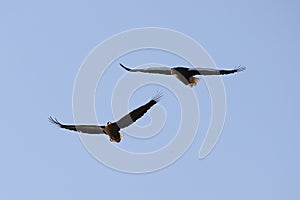 Two eagles flying in blue sky. White-tailed eagle Haliaeetus albicilla and Steller`s sea eagle Haliaeetus pelagicus hunting to