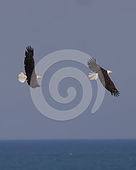 two eagles flying side by side over the ocean water as they fly by