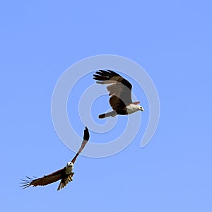 Two Eagles Flying Under Blue Sky