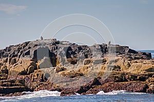 Two eagles near Egg Rock Lighthouse