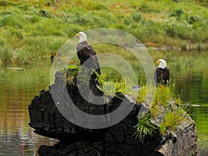 Two Eagles sitting